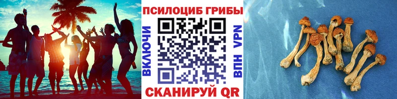 дарнет шоп  Красавино  Галлюциногенные грибы Psilocybe 